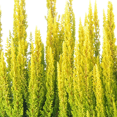 Vřes obecný Skyline Miami Sydney žlutý nekvetoucí – sazenice