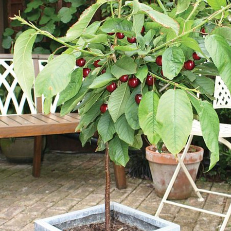 Czereśnia karłowa Regina START PACK ® (GISELA5)