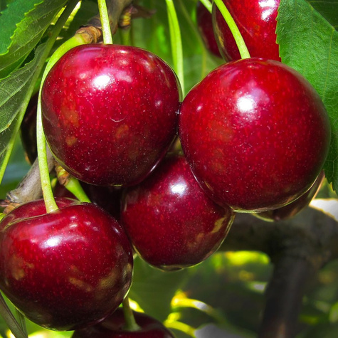 Schneider cherry LATE START PACK ®