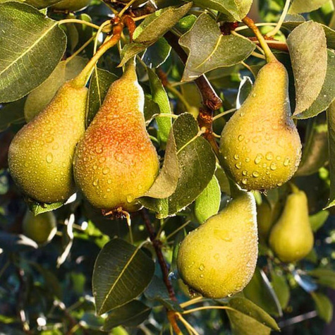 Hrušeň Bera Hardy START PACK