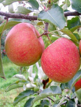 Jabloň Šampion – sazenice s holým kořenem