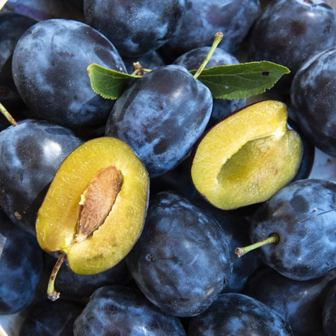 Švestka Wegierka Dabrowicka – sazenice s holým kořenem