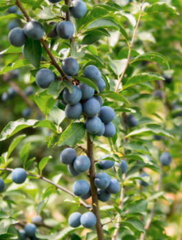 Švestka sloupovitá Fruca – sazenice s holým kořenem