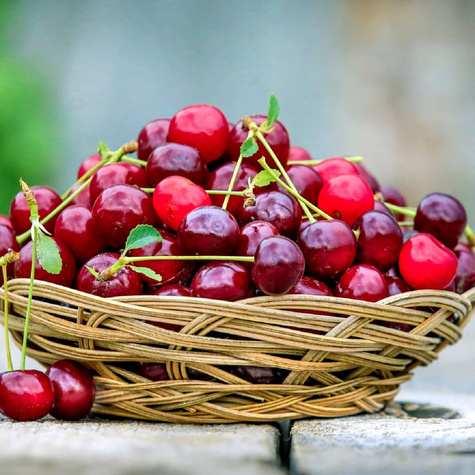 Višeň Łutówka – sazenice s holým kořenem