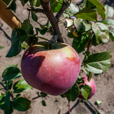 Jabloň Lobo START PACK ®