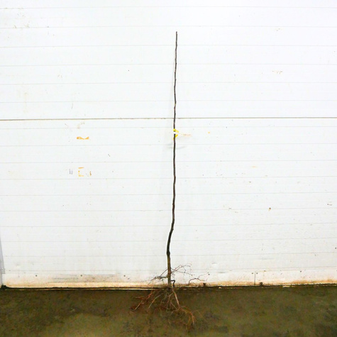 Kdouloň hruškovitá Bereczki – sazenice s holým kořenem