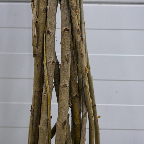 Třešeň Siestronka – sazenice s holým kořenem