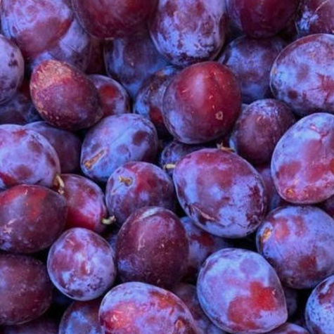 Švestka Čačanská Lepotica – sazenice s holým kořenem