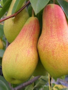 Hrušeň Ukrajinská – sazenice s holým kořenem