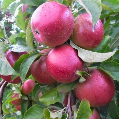 Ligol START PACK ® jabloně