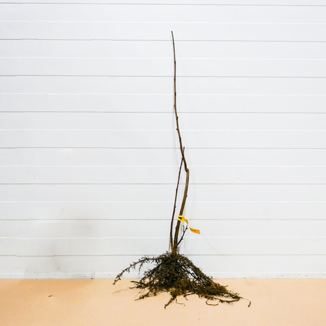 Líska Joanna – sazenice s holým kořenem