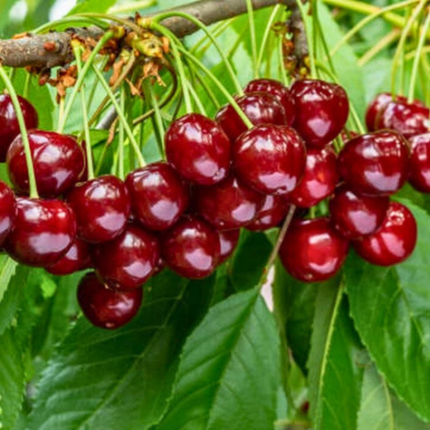 Rivan cherry Early START PACK ®