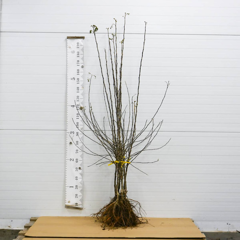 Jabloň Cortland Wicki – sazenice s holým kořenem