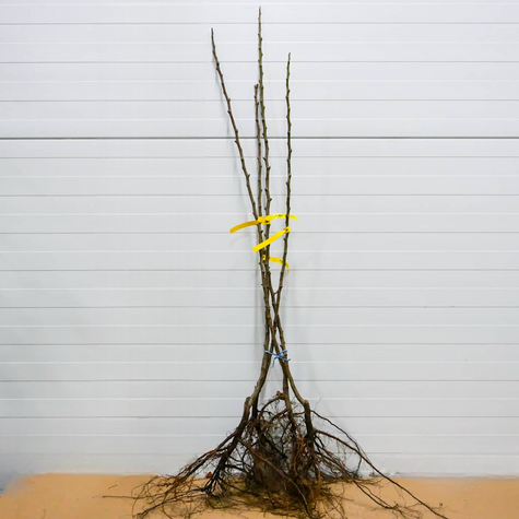 Hrušeň asijská Early Shu – sazenice s holým kořenem