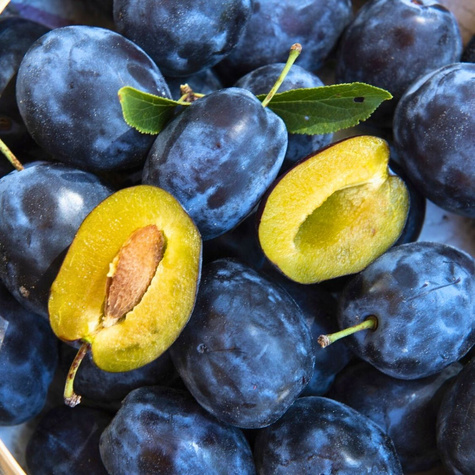 Švestková víla Italská Kwecza START PACK