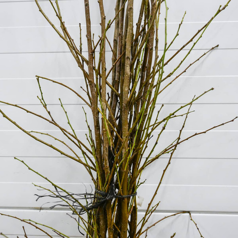 Švestka japonská Angelo – sazenice s holým kořenem