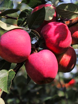 Jabloň sloupovitá Dejavu v typu Gloster – sazenice s holým kořenem