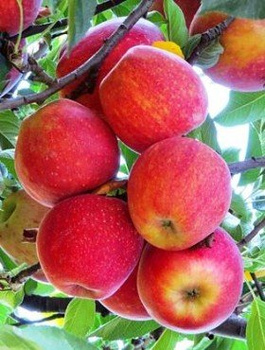 Jabloň Gala – sazenice s holým kořenem