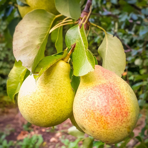 Pear Tree Patten START PACK ®