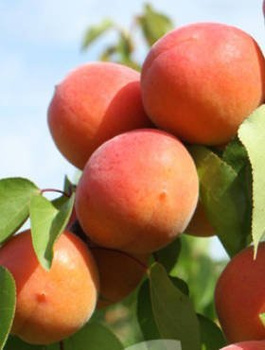 Meruňka Early Blush – sazenice s holým kořenem