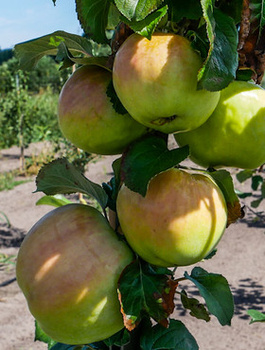 Jabloň Antonovka – sazenice s holým kořenem
