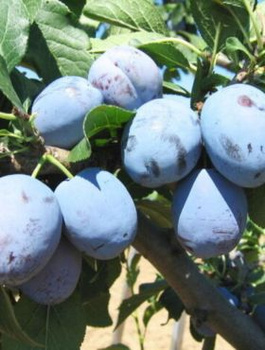 Švestka Yoganta – sazenice s holým kořenem