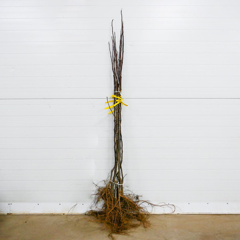 Líska Hall’s Giant – sazenice s holým kořenem