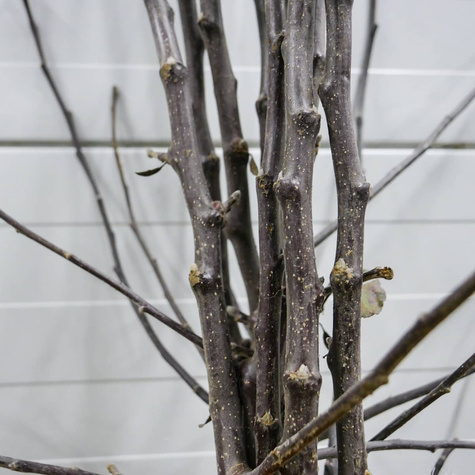 Jabloň Ananas Berzenicky – sazenice s holým kořenem