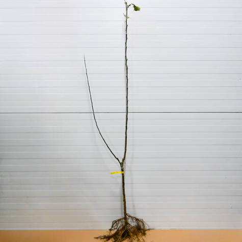 Duo Jabloň Červená a Žlutá Papierowka – sazenice s holým kořenem