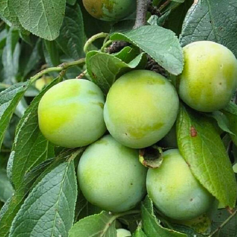 Švestka Renkloda Zelená – sazenice s holým kořenem