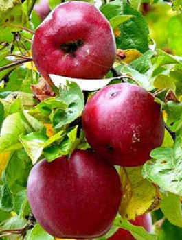 Jabloň Malinovka – sazenice s holým kořenem