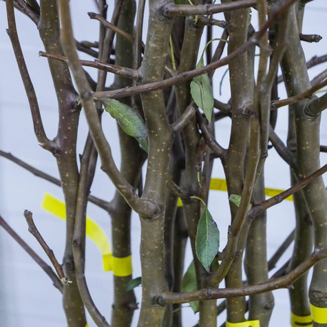 Hrušeň Lucasova – sazenice s holým kořenem