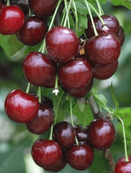 Višeň Groniasta – sazenice s holým kořenem