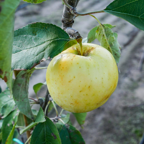 Apple Tree Olive Yellow Papierówka START PACK