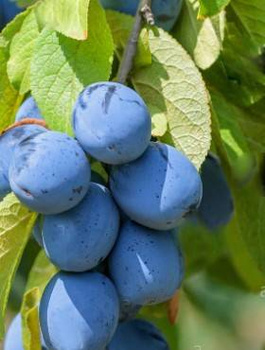 Švestka First nejvčasnější – sazenice s holým kořenem