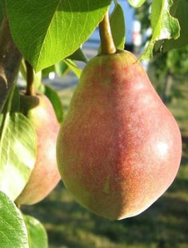 Hrušeň Clappova – sazenice s holým kořenem