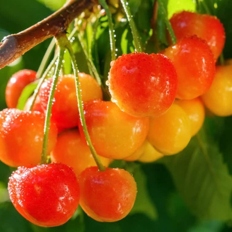 Rainer cherry START PACK