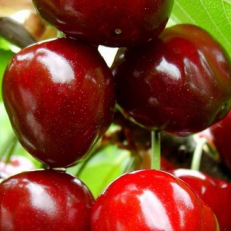 Třešeň Karešova – sazenice s holým kořenem