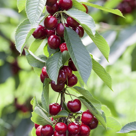 Třešeň sloupovitá Queen Marry – sazenice s holým kořenem