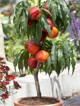 Mini nektarinka zakrslá Rubis – sazenice s holým kořene