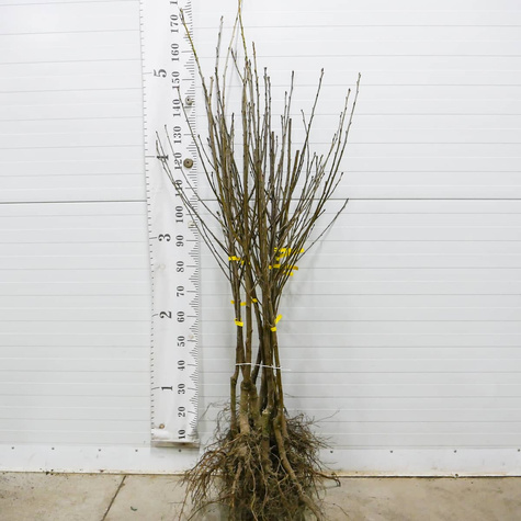 Višeň Groniasta (Hroznovitá) z UJF – sazenice s holým kořenem