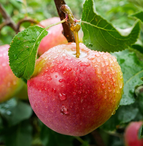 Jabloň Geneva Early – sazenice s holým kořenem