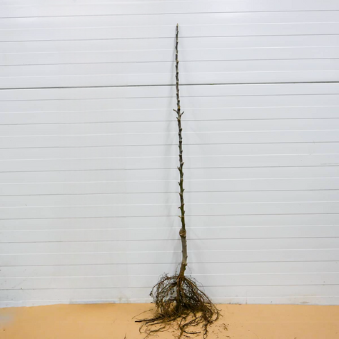 Jabloň Lobo – sazenice s holým kořenem