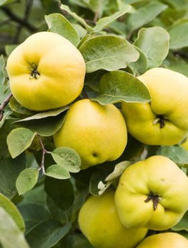 Kdoule jablečná Laskowicka – sazenice s holým kořenem