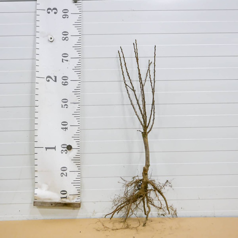 Mini višeň zakrslá Piemont – sazenice s holým kořenem