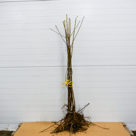 Třešeň Kordia – sazenice s holým kořenem