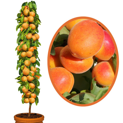 Meruňka sloupovitá Compacta – sazenice s holým kořenem