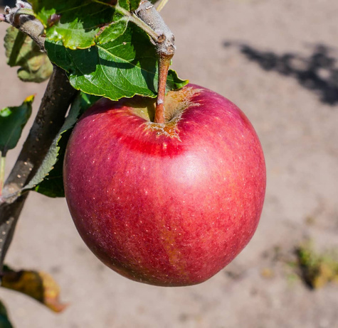 Jabloň Idared – sazenice s holým kořenem