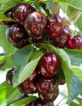 Třešeň zakrslá Burlat (GISELA5) – sazenice s holým kořenem