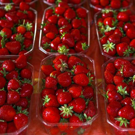 10 ks. Sazenice jahodníku Honeoye, velmi rané